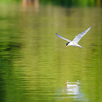 Buy canvas prints of Common Tern in flight by Chris Rabe