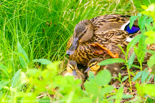 Mallard mother and her ducklings Picture Board by Chris Rabe
