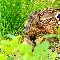 Buy canvas prints of Mallard mother and her ducklings by Chris Rabe