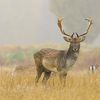 Buy canvas prints of Fallow Deer on a foggy morning by Chris Rabe