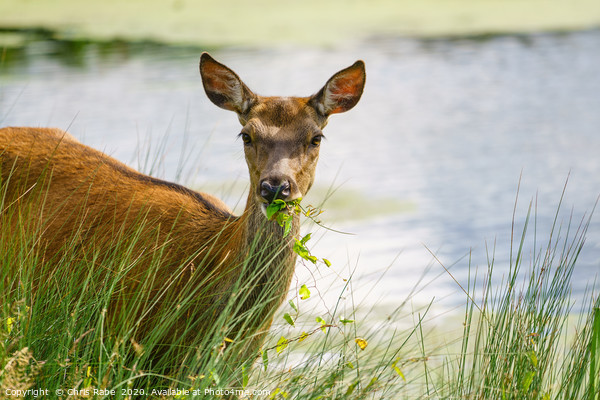Red deer doe eating Picture Board by Chris Rabe
