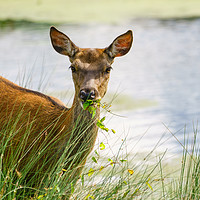 Buy canvas prints of Red deer doe eating by Chris Rabe