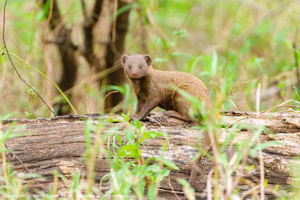 Dwarf Mongoose  Picture Board by Chris Rabe