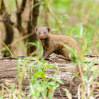 Buy canvas prints of Dwarf Mongoose  by Chris Rabe