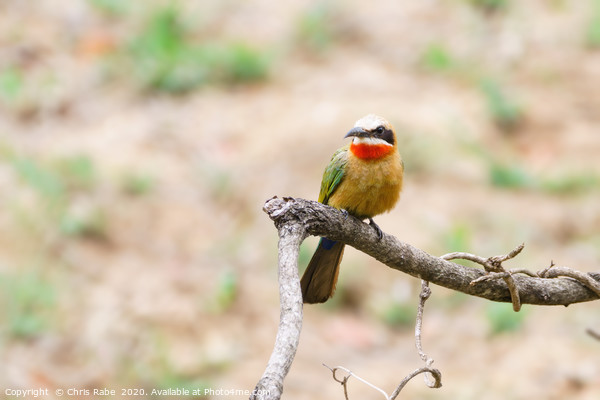 White-fronted Bee-eater Picture Board by Chris Rabe