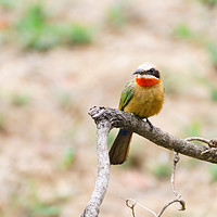 Buy canvas prints of White-fronted Bee-eater by Chris Rabe