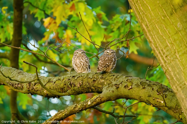 Pair of Little Owl  Picture Board by Chris Rabe