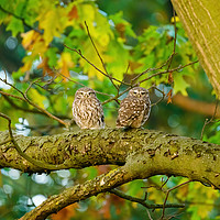Buy canvas prints of Pair of Little Owl  by Chris Rabe