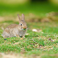 Buy canvas prints of Young European Rabbit by Chris Rabe