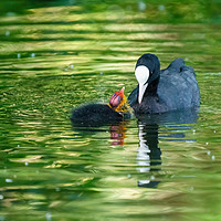 Buy canvas prints of Coot chick wanting feeding by Chris Rabe
