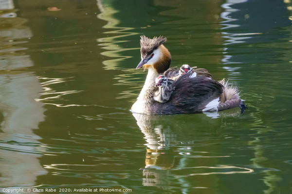 Great Crested Grebe with chicks Picture Board by Chris Rabe