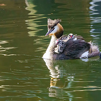 Buy canvas prints of Great Crested Grebe with chicks by Chris Rabe