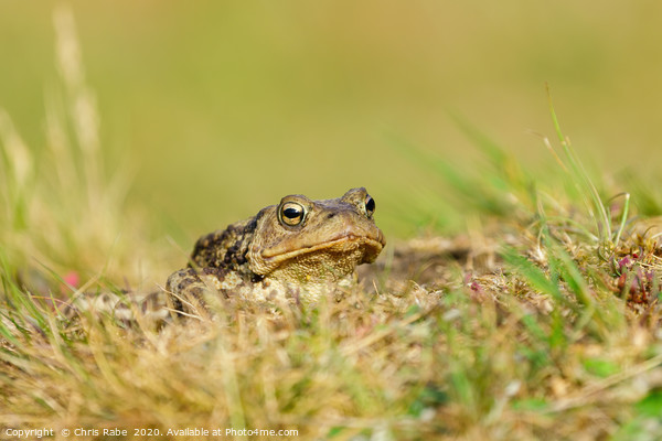 Common Toad  Picture Board by Chris Rabe