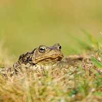Buy canvas prints of Common Toad  by Chris Rabe