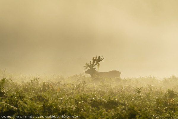 Red deer stag on foggy morning Picture Board by Chris Rabe