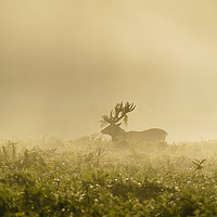 Buy canvas prints of Red deer stag on foggy morning by Chris Rabe