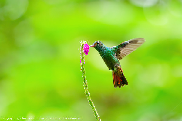 Rufous-Tailed Hummingbird feeding Picture Board by Chris Rabe