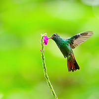 Buy canvas prints of Rufous-Tailed Hummingbird feeding by Chris Rabe