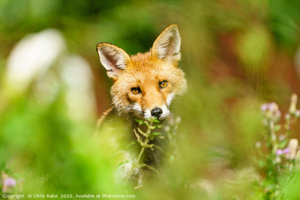 Red Fox looking curious Picture Board by Chris Rabe