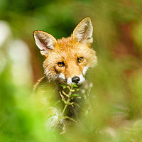 Buy canvas prints of Red Fox looking curious by Chris Rabe