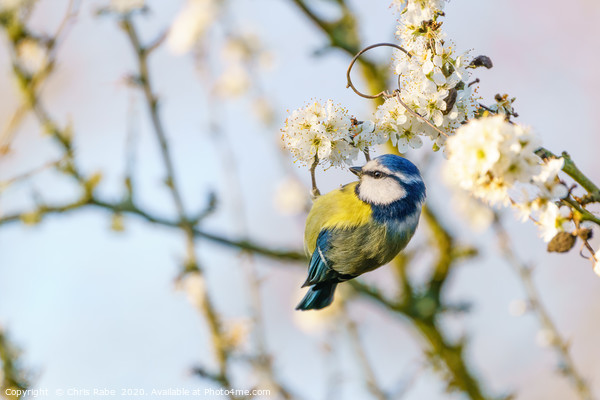 Blue tit dangling from blooming twig Picture Board by Chris Rabe
