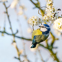 Buy canvas prints of Blue tit dangling from blooming twig by Chris Rabe