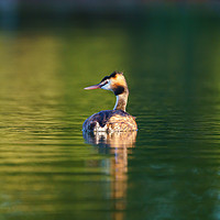Buy canvas prints of Great Crested Grebe by Chris Rabe