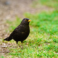 Buy canvas prints of Blackbird on the ground by Chris Rabe