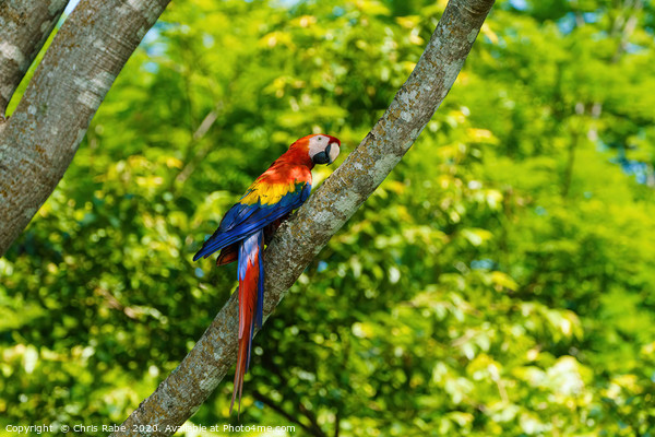 Scarlet Macaw  Picture Board by Chris Rabe