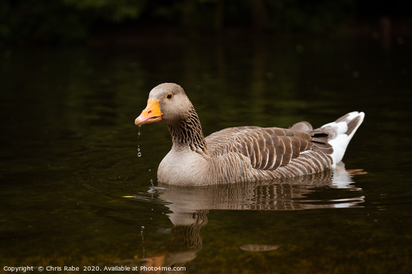 Greylag Goose  Picture Board by Chris Rabe