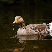 Buy canvas prints of Greylag Goose  by Chris Rabe