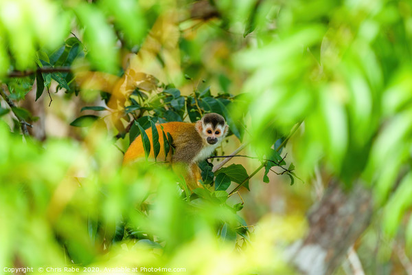 Common Squirrel Monkey Picture Board by Chris Rabe