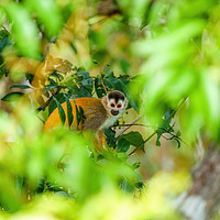 Buy canvas prints of Common Squirrel Monkey by Chris Rabe