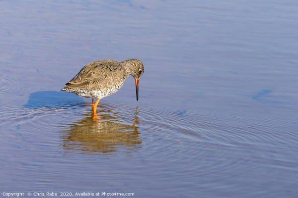 Redshank wading through water Picture Board by Chris Rabe