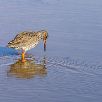Buy canvas prints of Redshank wading through water by Chris Rabe