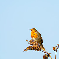 Buy canvas prints of European Robin singing by Chris Rabe