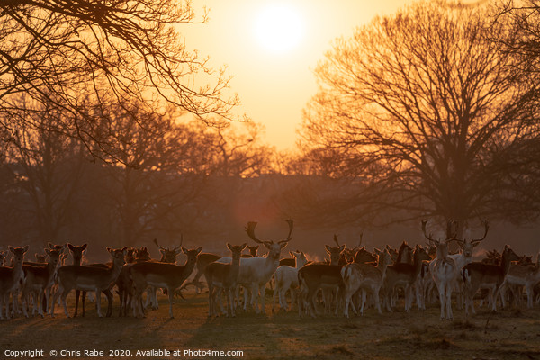 Fallow Deer herd  Picture Board by Chris Rabe