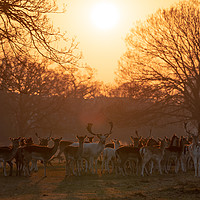 Buy canvas prints of Fallow Deer herd  by Chris Rabe