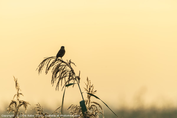 Silhouette of a Stonechat  Picture Board by Chris Rabe
