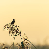 Buy canvas prints of Silhouette of a Stonechat  by Chris Rabe