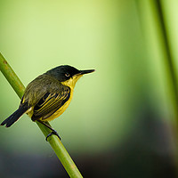 Buy canvas prints of Tody flycatcher by Chris Rabe