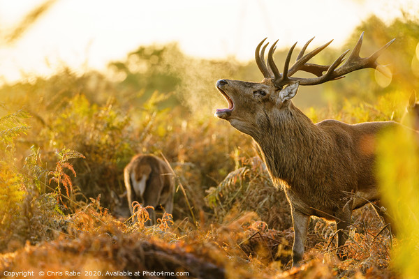 Red deer stag during rutting season Picture Board by Chris Rabe