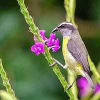 Buy canvas prints of Bananaquit  by Chris Rabe