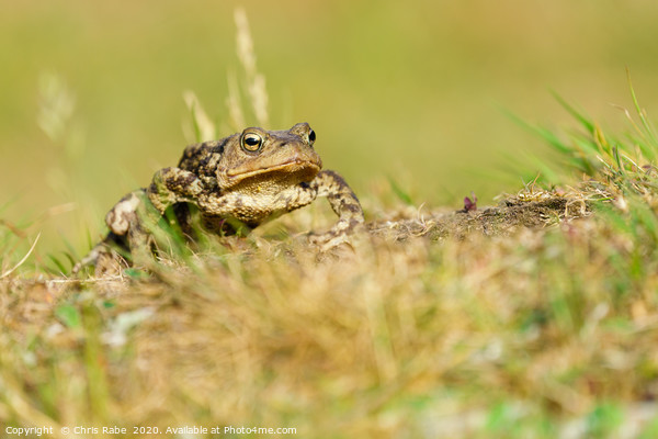 Common Toad Picture Board by Chris Rabe