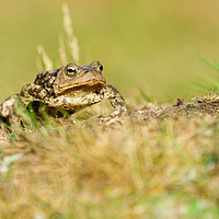 Buy canvas prints of Common Toad by Chris Rabe