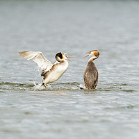 Buy canvas prints of Great Crested Grebe attack by Chris Rabe