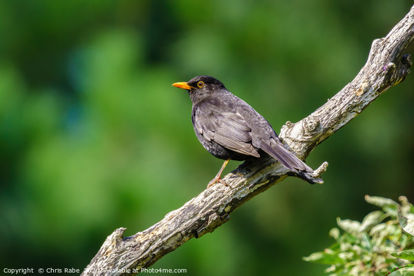 Male Blackbird  Picture Board by Chris Rabe