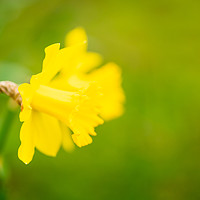 Buy canvas prints of Daffodil flower by Chris Rabe