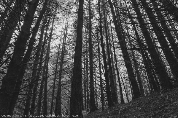 Moody forest  Picture Board by Chris Rabe