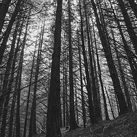 Buy canvas prints of Moody forest  by Chris Rabe